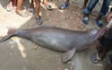 gangesriverdolphin