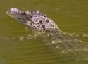 gatorpark