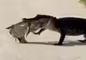 gatorsfish