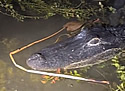 gatorsinfluencers