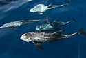 ghostdolphins