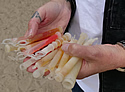 glowsticks