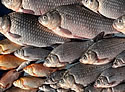 goldfish