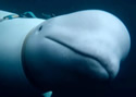 guardwhale