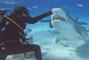 handfeedshark