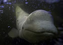 healingbeluga