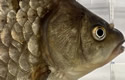 hidingfish