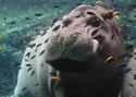 hipposfish