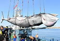 hokkaidowhale