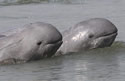 irrawaddydolphins