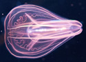 jelllyfishage
