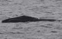 jerseywhale