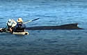 kayakwhalers