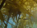 kelpforests