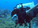 kynadiver