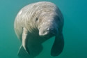 manatee