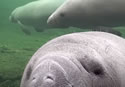 manateecam