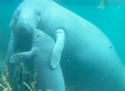 manateehug