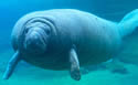 manateejuliet