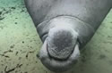 manateespin