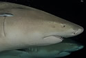 marketingsharks