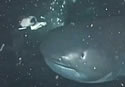 megashark