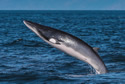 minkewhalesea