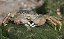 mittencrab