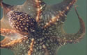 montereyoctopus