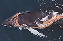 nettedwhale