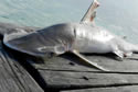 newshark