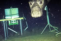 oceanelephantseal