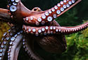 octopusfarming