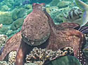 octopusgropu