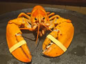 orangecrush