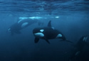 orcadiver