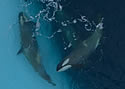 orcaskincare