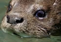 otter