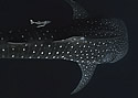 philwhale