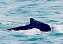 piwhale