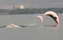 pinkdolphinjumping
