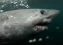 porbeagle