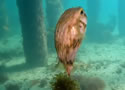 pufferfish