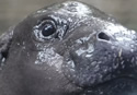 pygmybaby