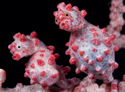 pygmyseahors