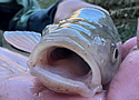 rarefish