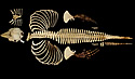 rarevaquita