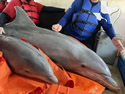 rescueDolphins
