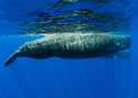 ridesharewhale