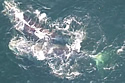 rightwhalesplash